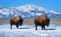 bison video 1 large